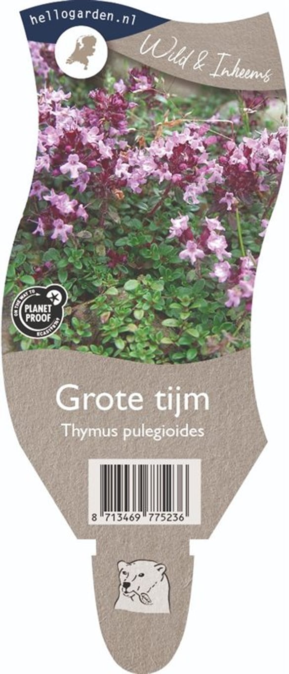 Thymus pulegioides - P11